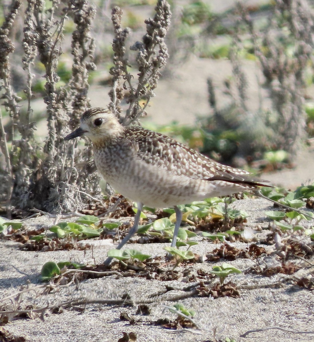 Pacific Golden-Plover - ML610683963