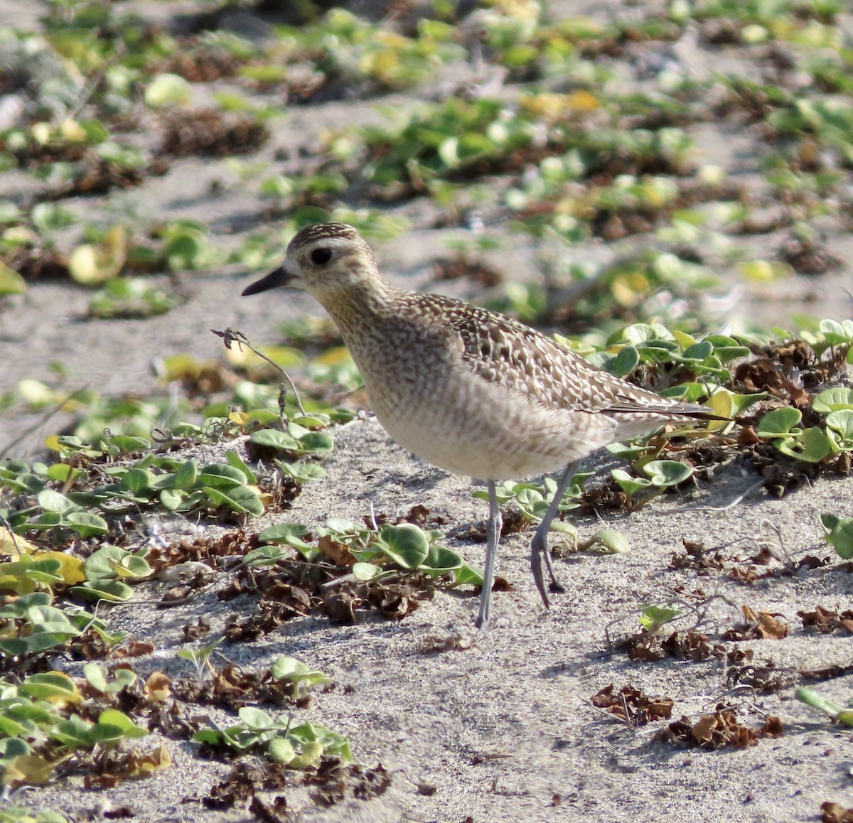 Pacific Golden-Plover - ML610683964