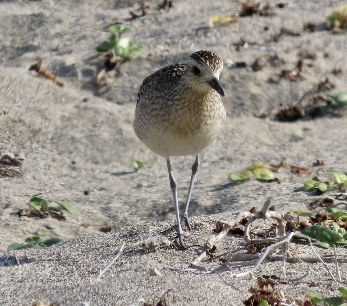 Pacific Golden-Plover - ML610683965