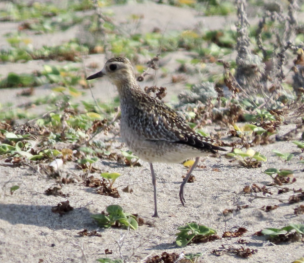 Pacific Golden-Plover - ML610683966