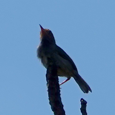 Olive-backed Tailorbird - ML610683983