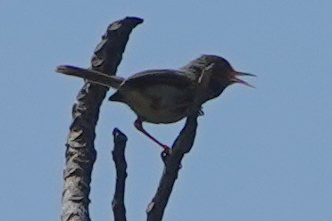 Olive-backed Tailorbird - ML610683984