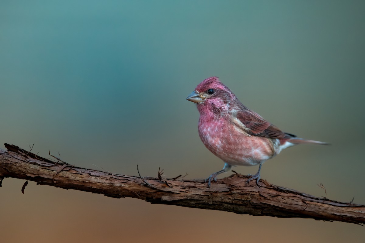 Purple Finch - ML610684004