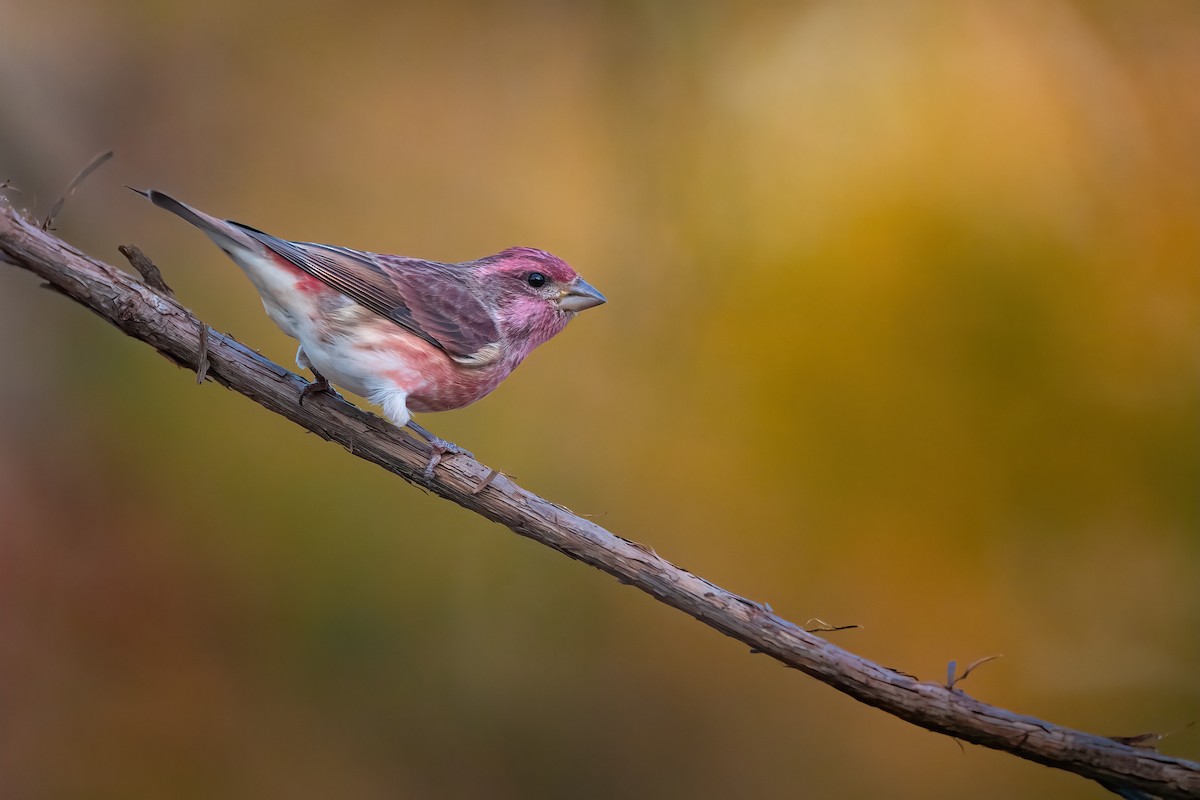 Purple Finch - ML610684005