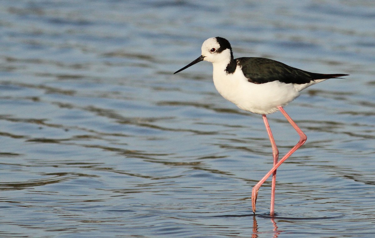 Black-necked Stilt (White-backed) - Luke Seitz