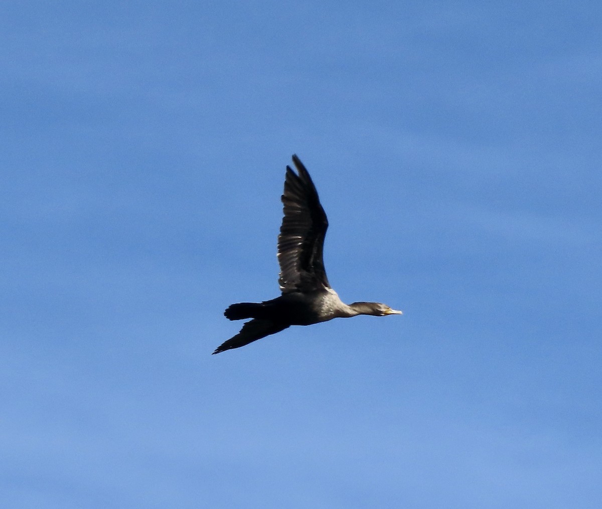 Double-crested Cormorant - George Chrisman