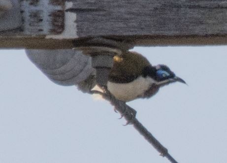 Blue-faced Honeyeater - ML610684315