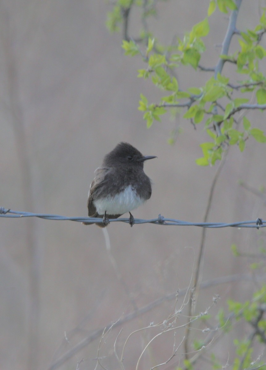 Black Phoebe - ML610684332