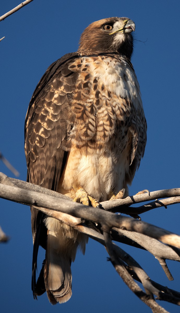 Red-tailed Hawk - Michael Greer
