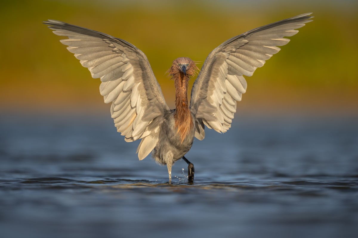 Reddish Egret - ML610684379