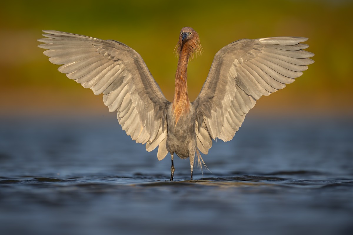 Reddish Egret - Matt Zuro