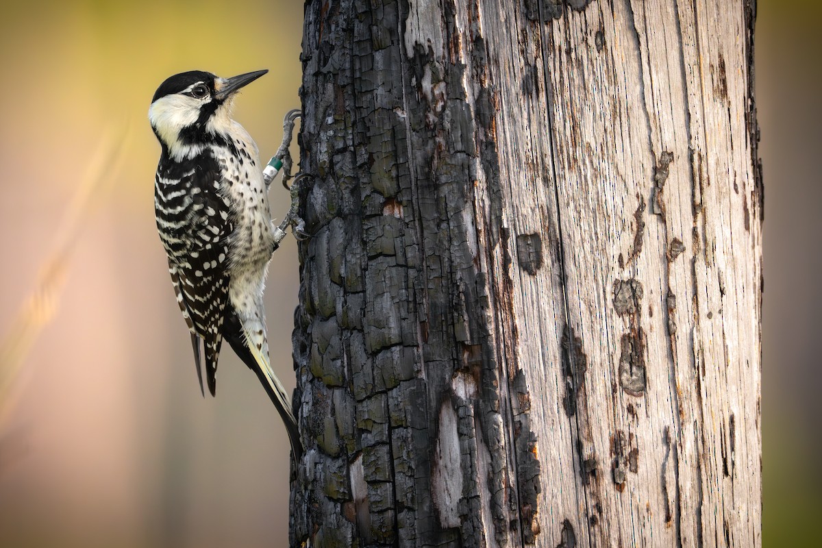 Red-cockaded Woodpecker - Matt Zuro