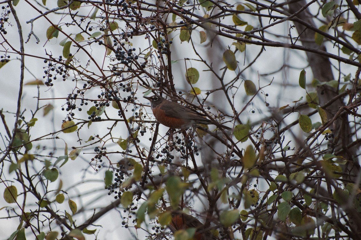 American Robin - Anonymous