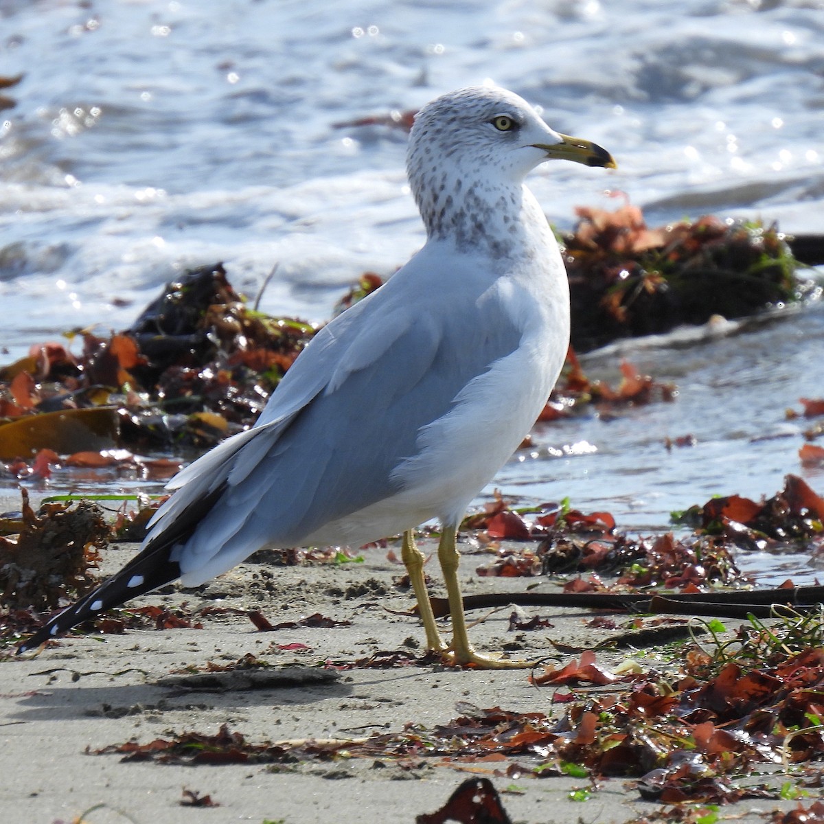 Ring-billed Gull - ML610684608