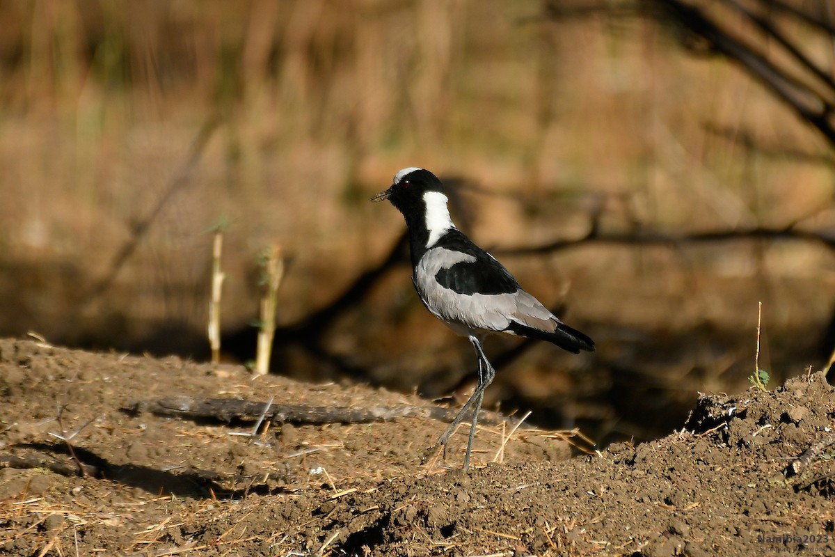 Blacksmith Lapwing - ML610684612