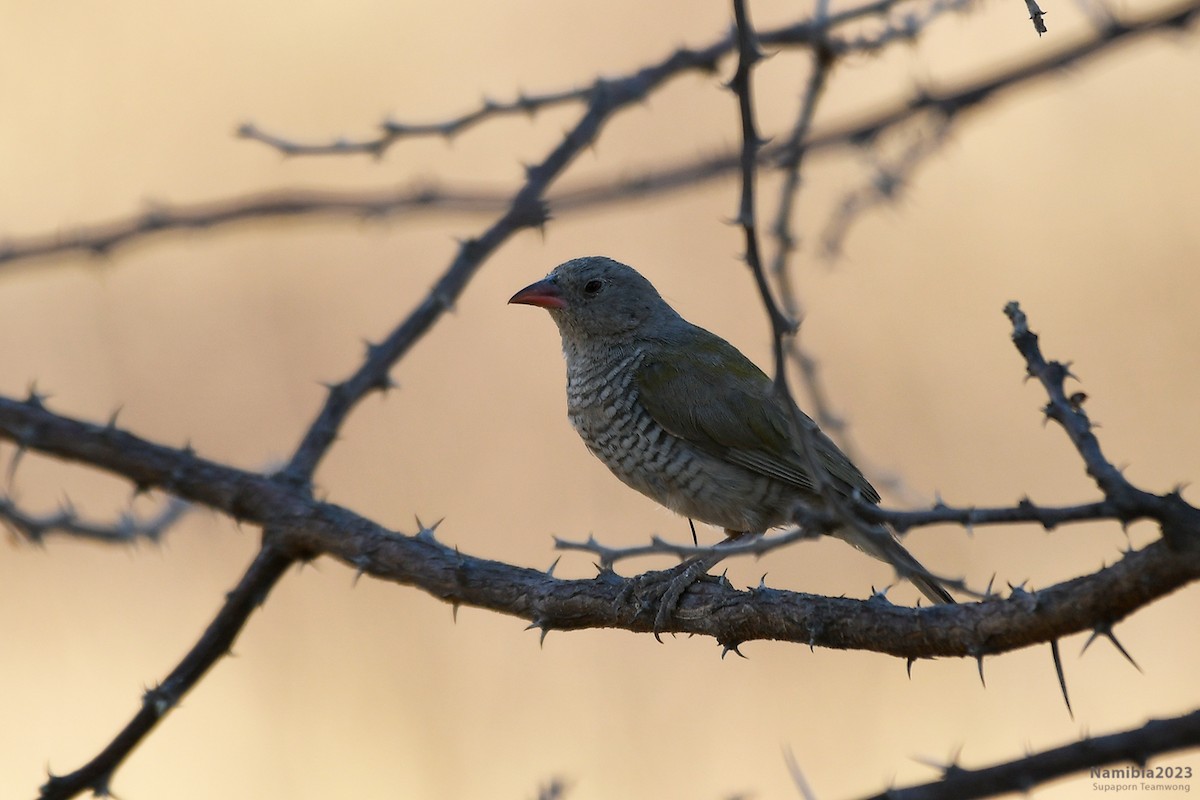 Green-winged Pytilia - ML610684657