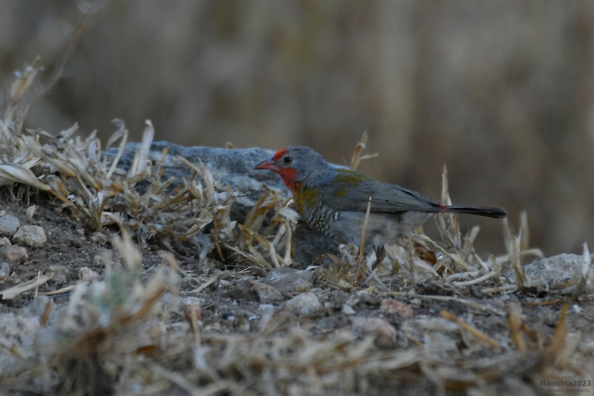 Green-winged Pytilia - ML610684658