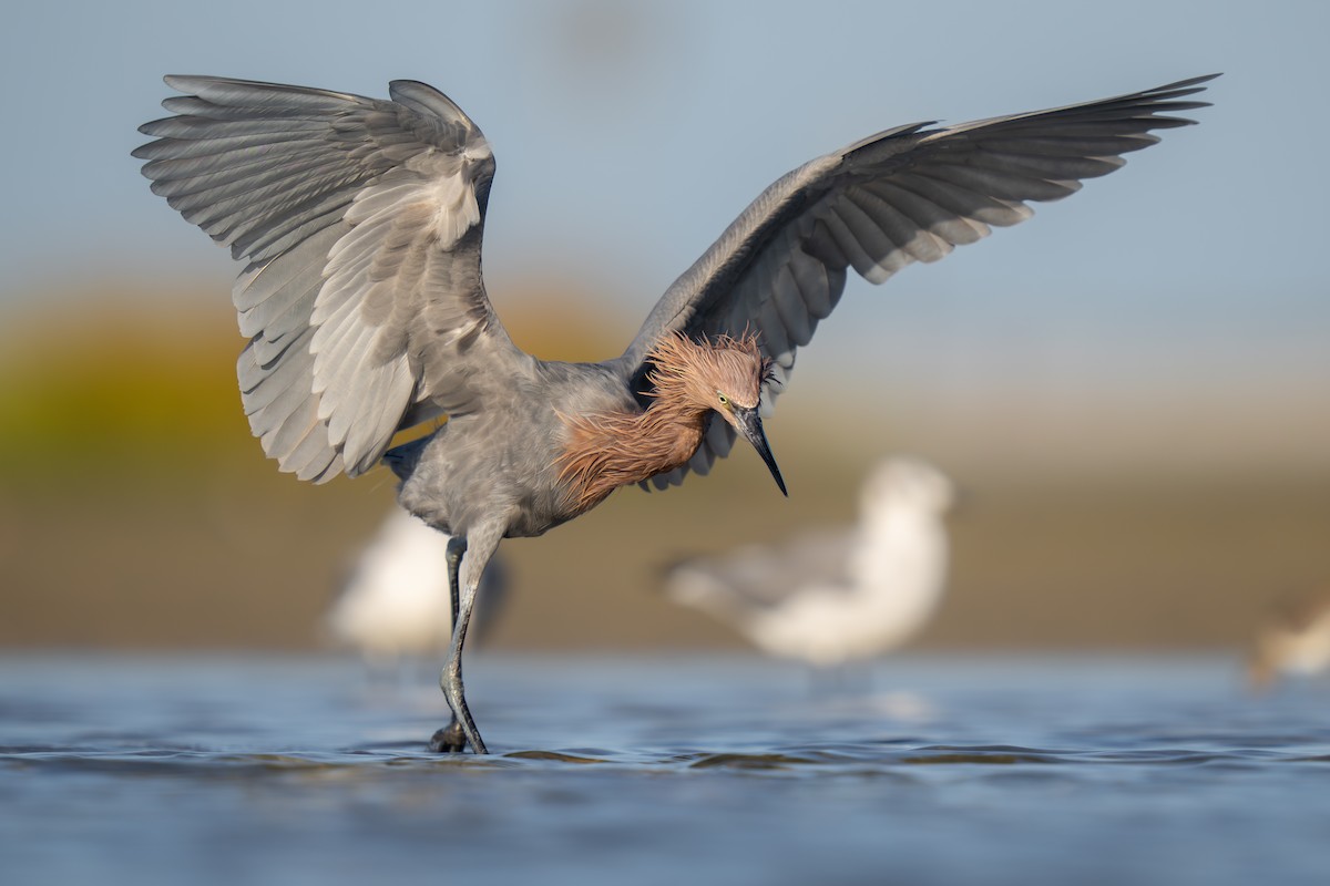 Reddish Egret - ML610684692