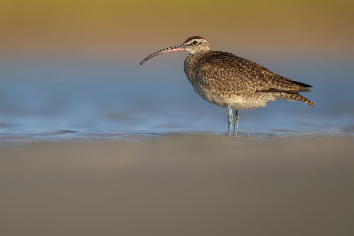 Whimbrel - Matt Zuro