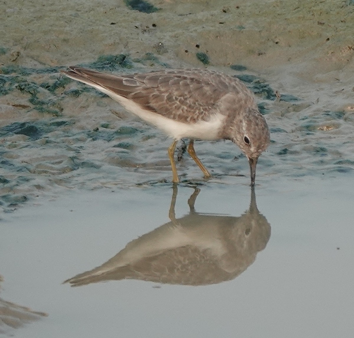 temmincksnipe - ML610684783