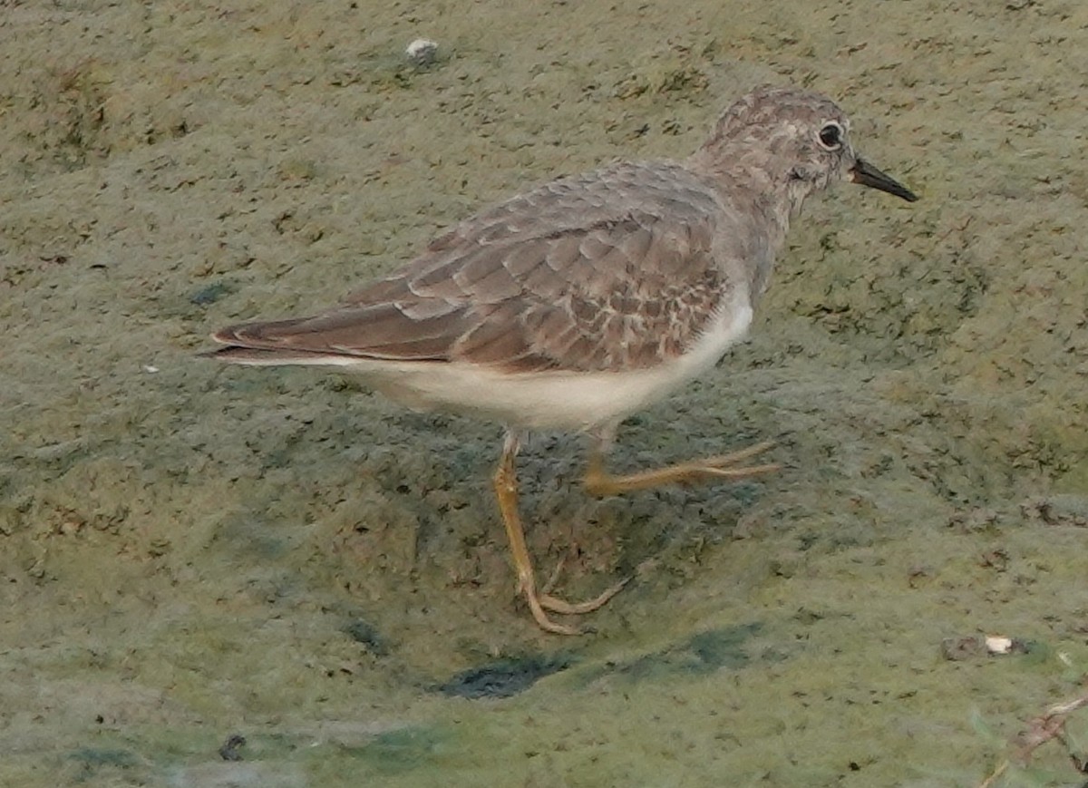 Temminck's Stint - ML610684784