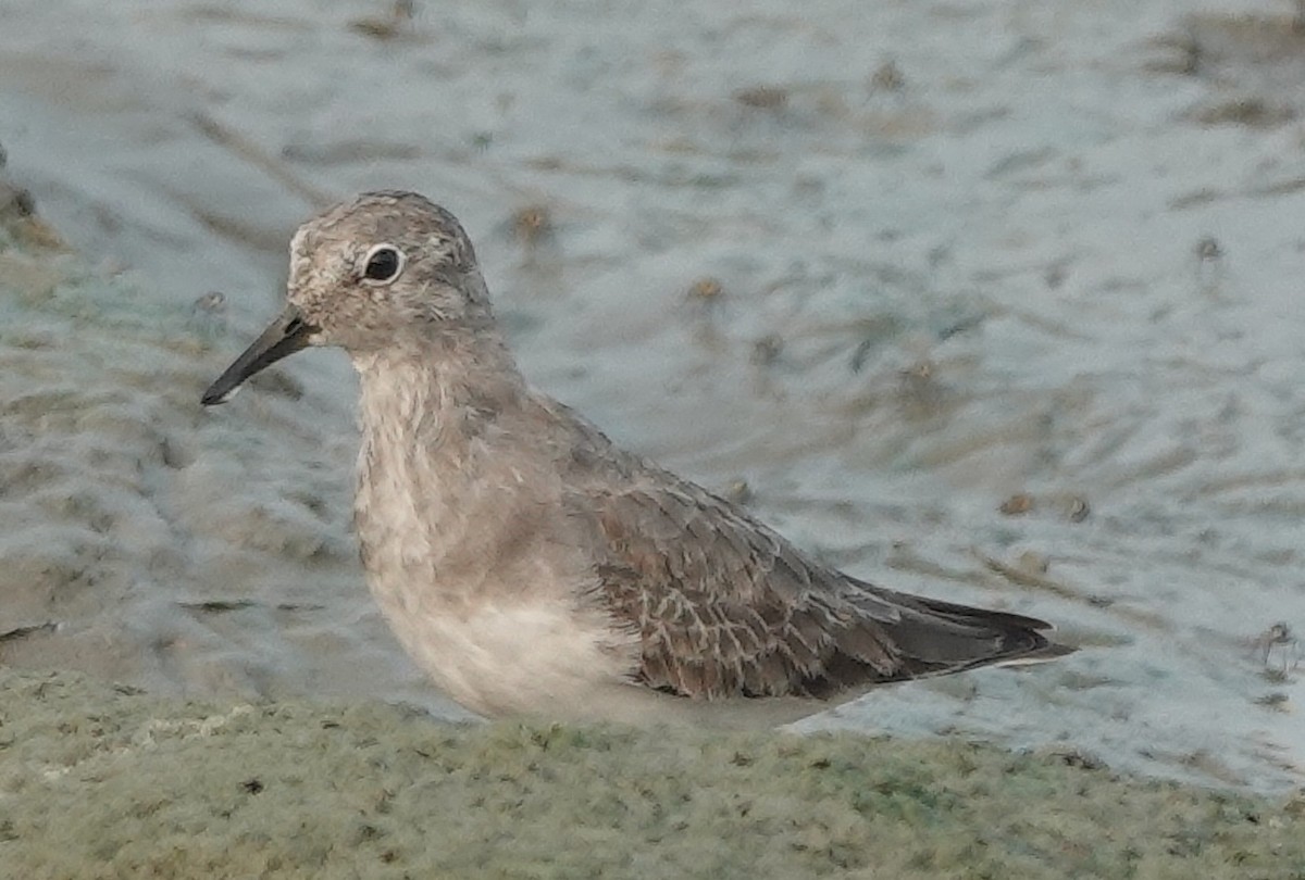 Temminck's Stint - ML610684785