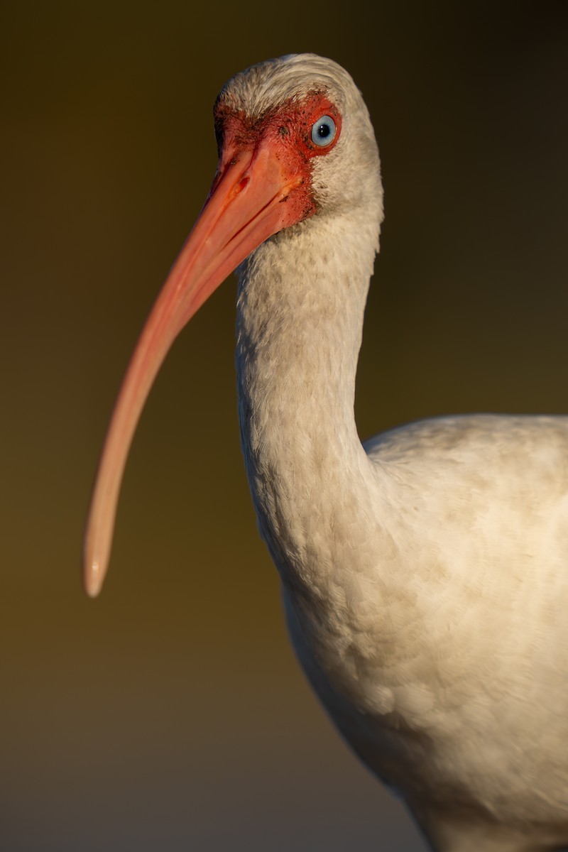 White Ibis - Matt Zuro