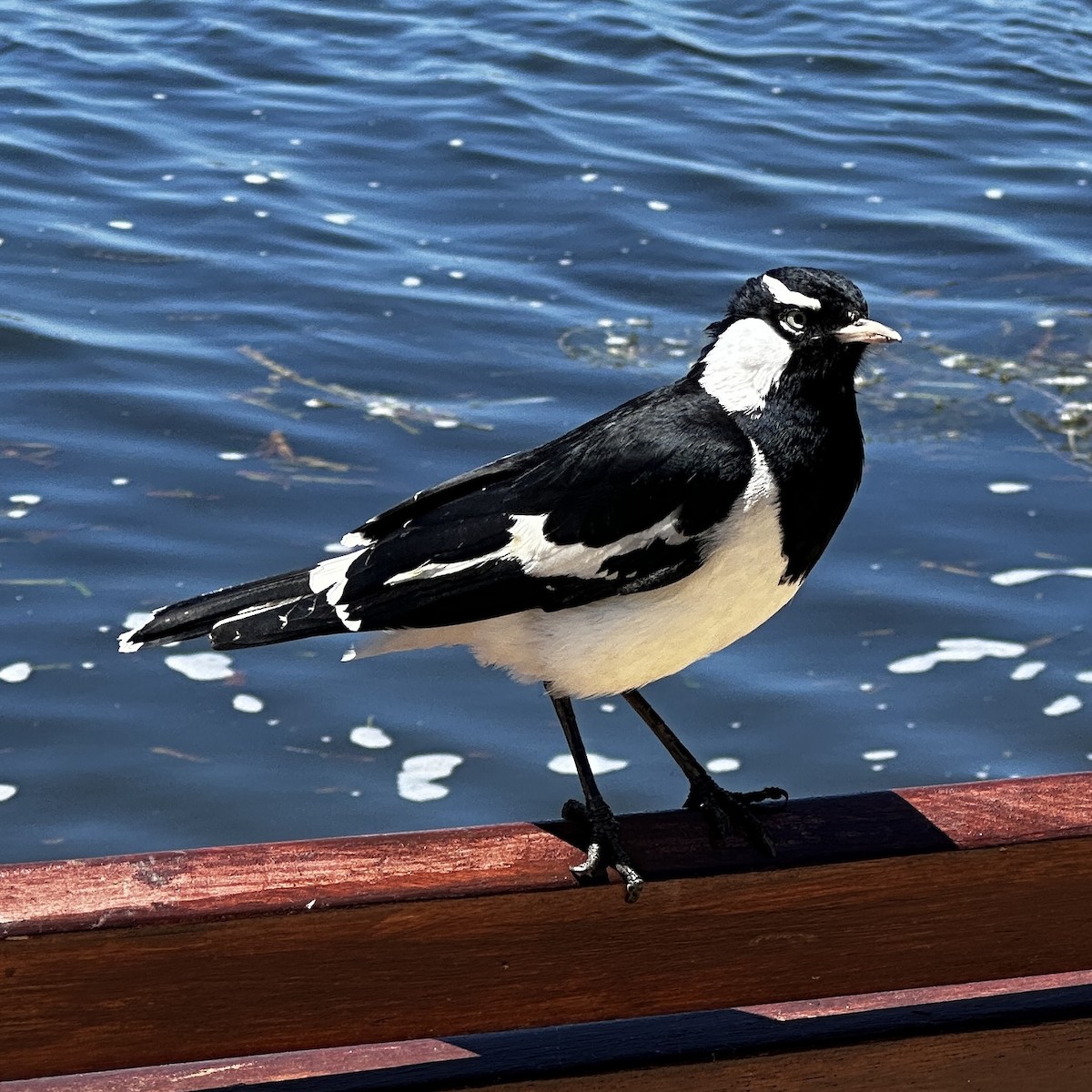 Magpie-lark - ML610684899