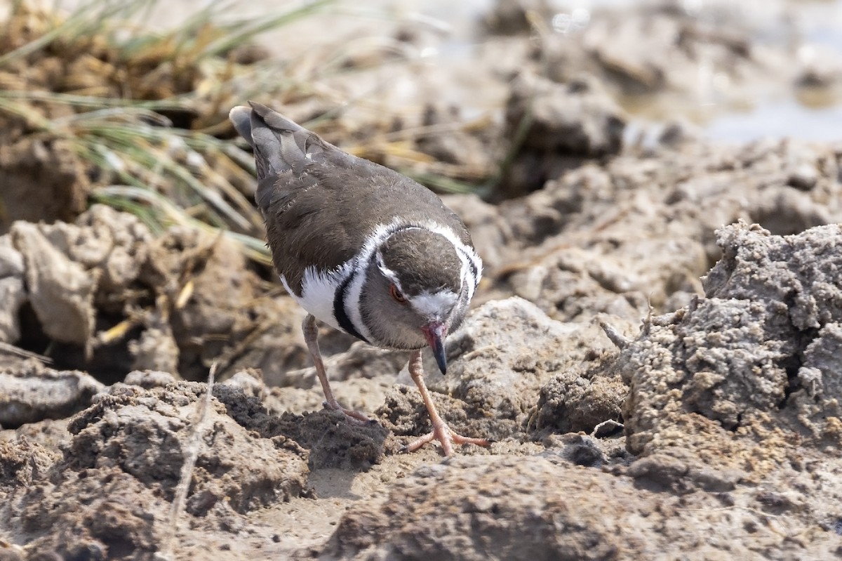 Three-banded Plover (African) - ML610684962