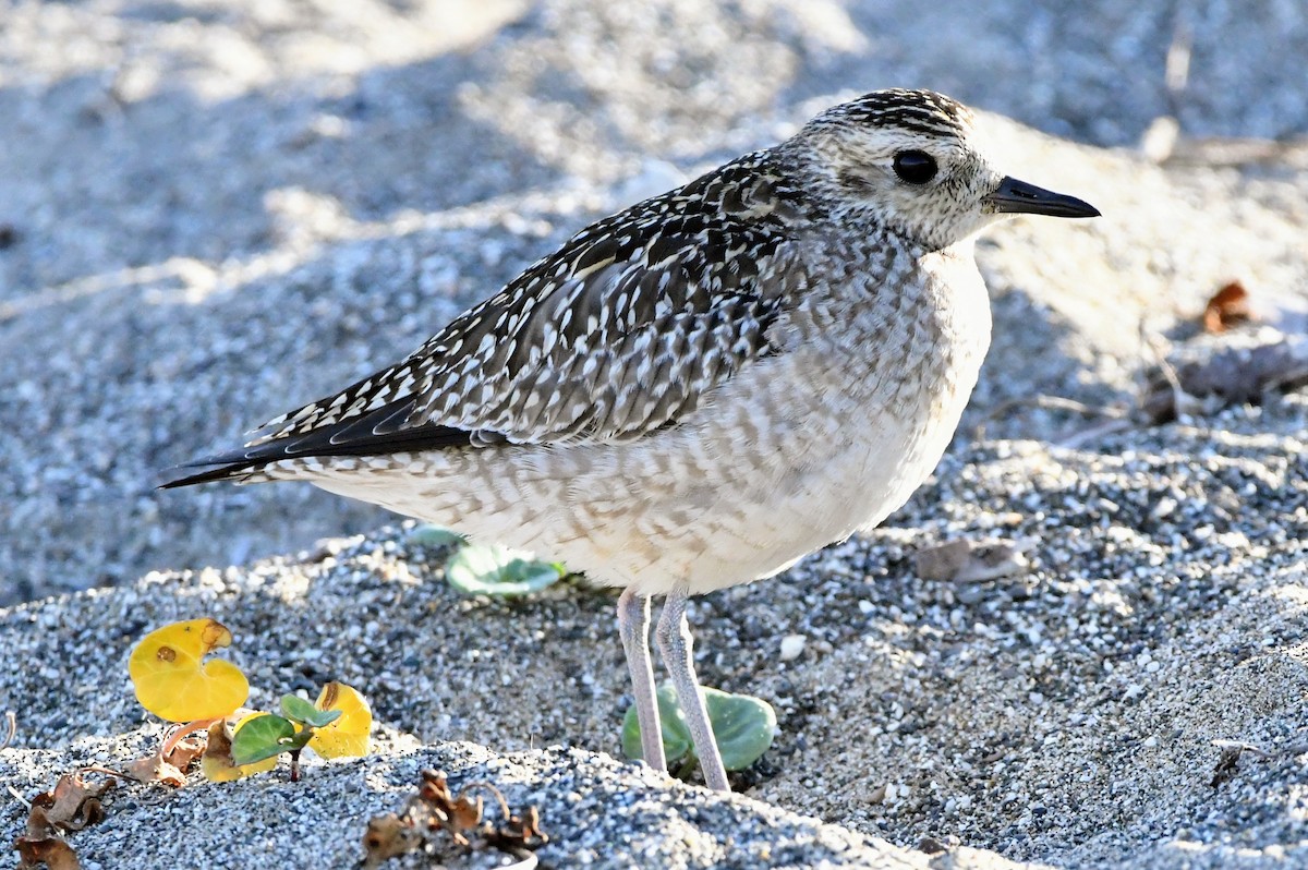 Pacific Golden-Plover - ML610685023