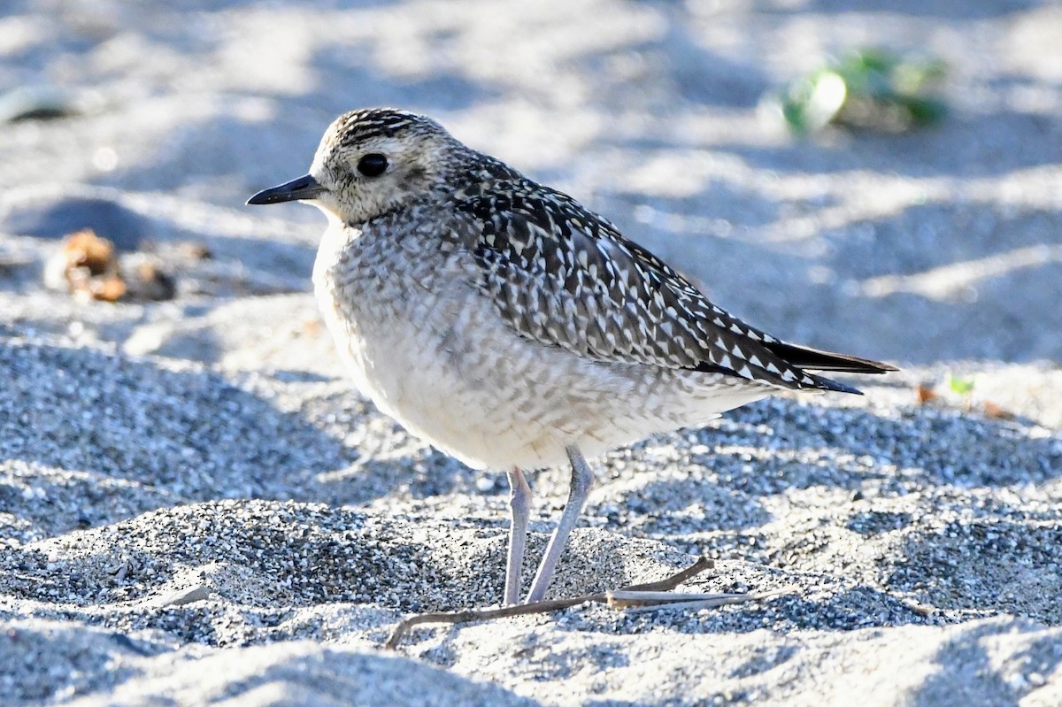 Pacific Golden-Plover - ML610685024