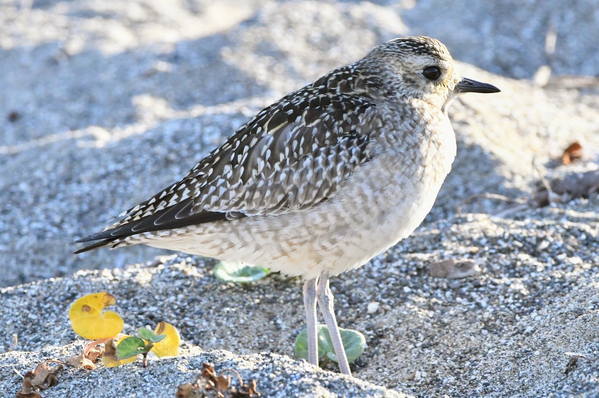 Pacific Golden-Plover - ML610685025