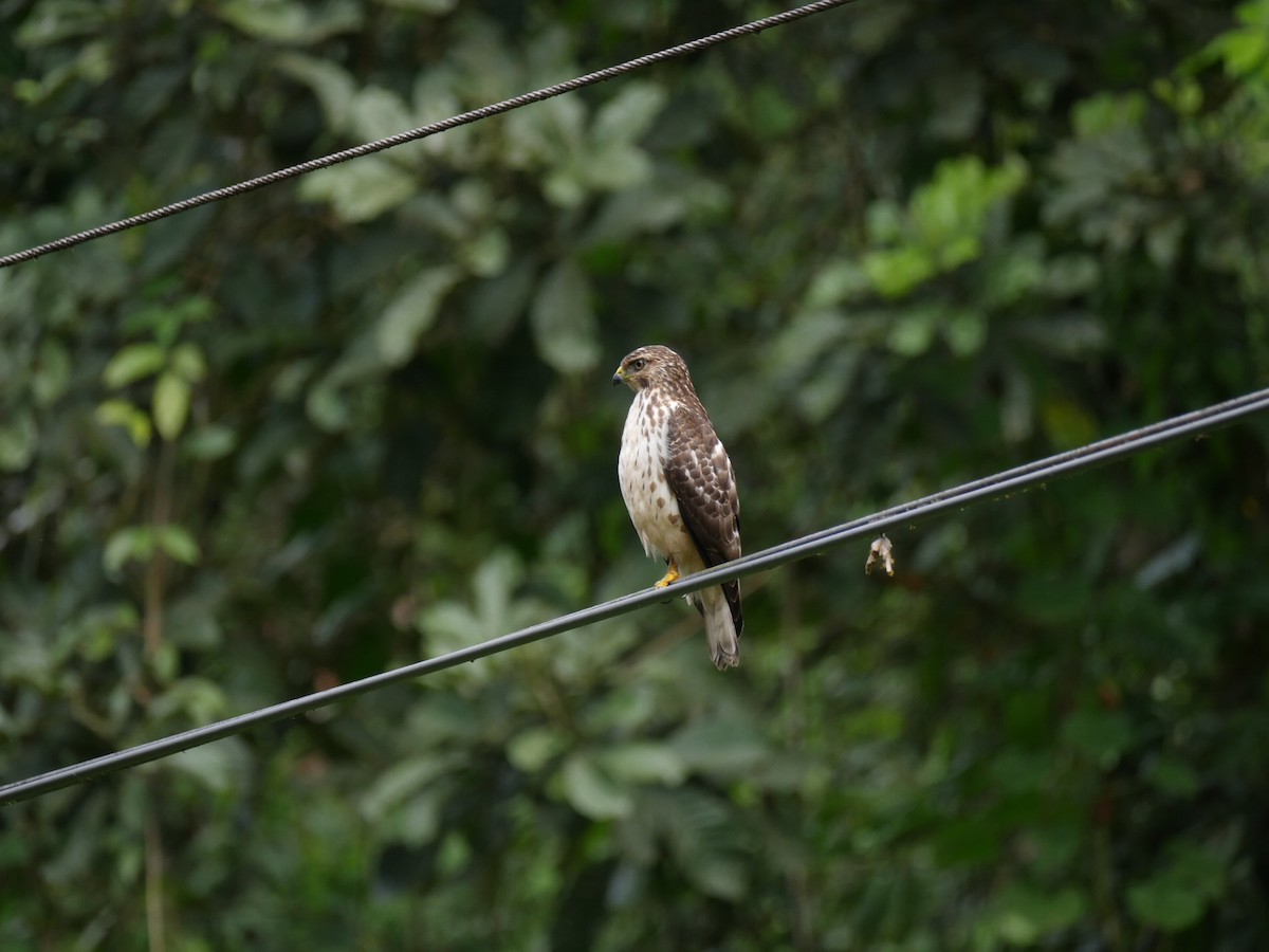 Broad-winged Hawk - varun tipnis