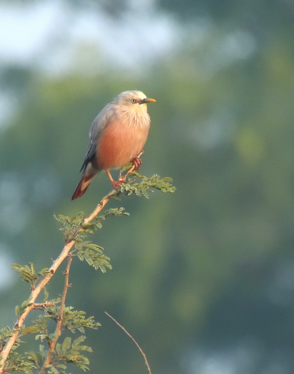 Chestnut-tailed Starling - ML610685143