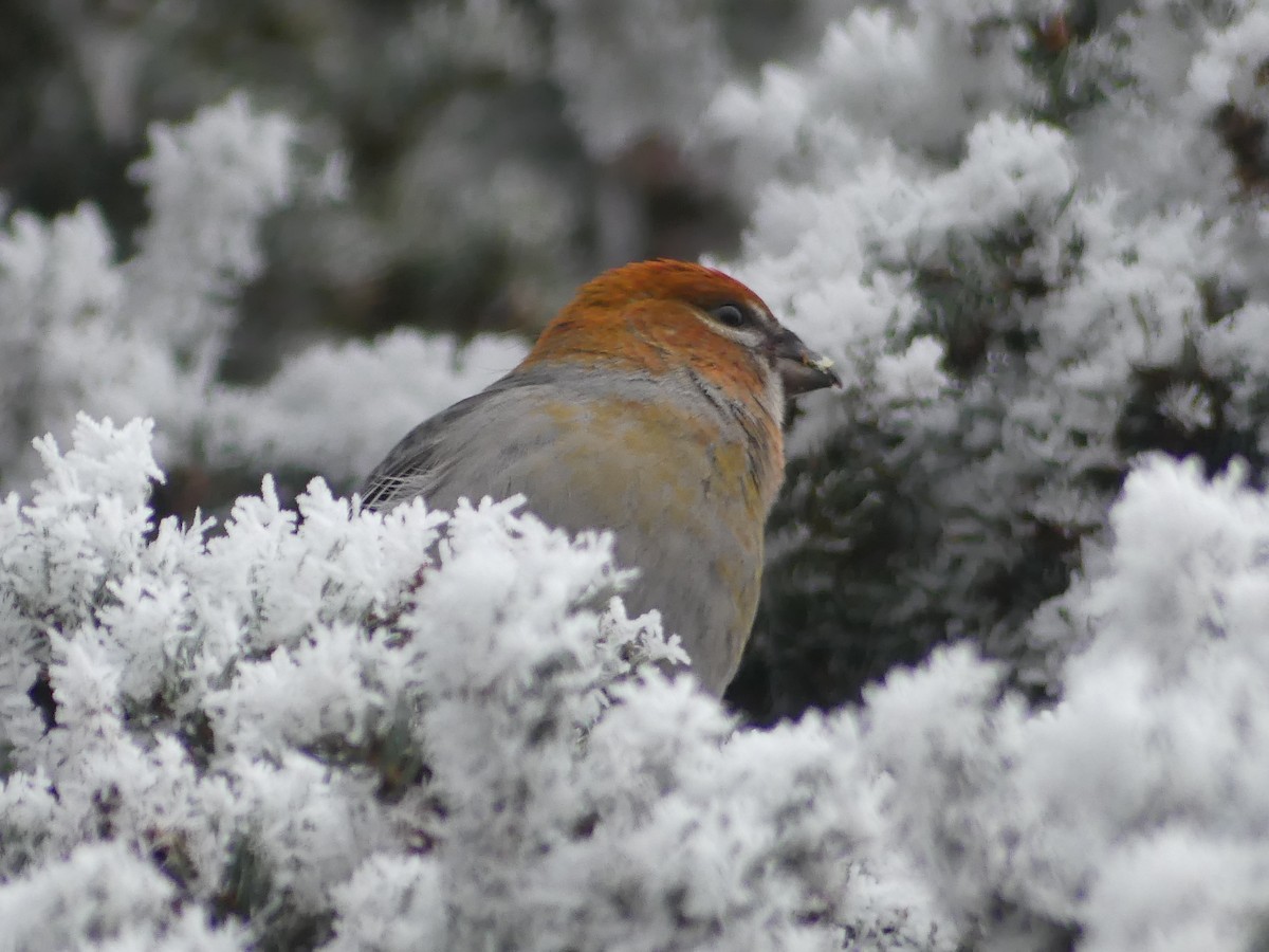 Pine Grosbeak - ML610685264