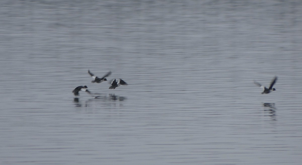 Common Goldeneye - ML610685299