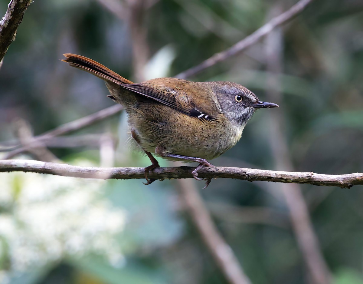 Tasmanian Scrubwren - ML610685308
