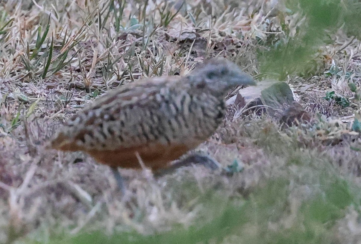 Barred Buttonquail - Alan OHeron