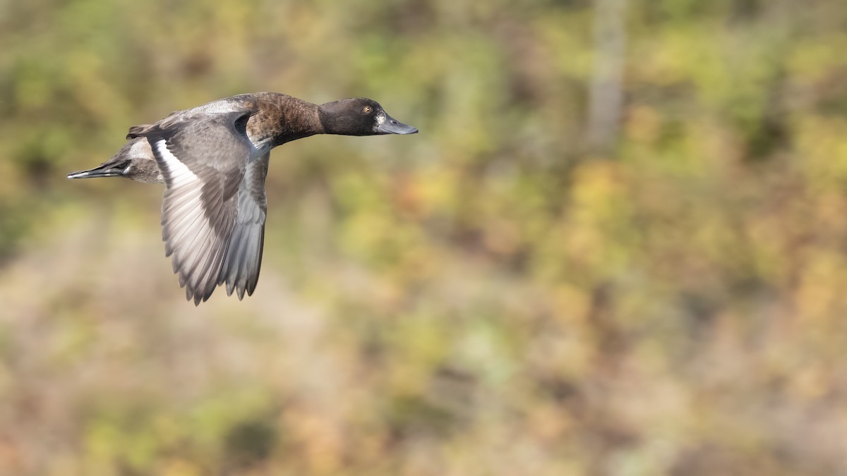 Lesser Scaup - ML610685429