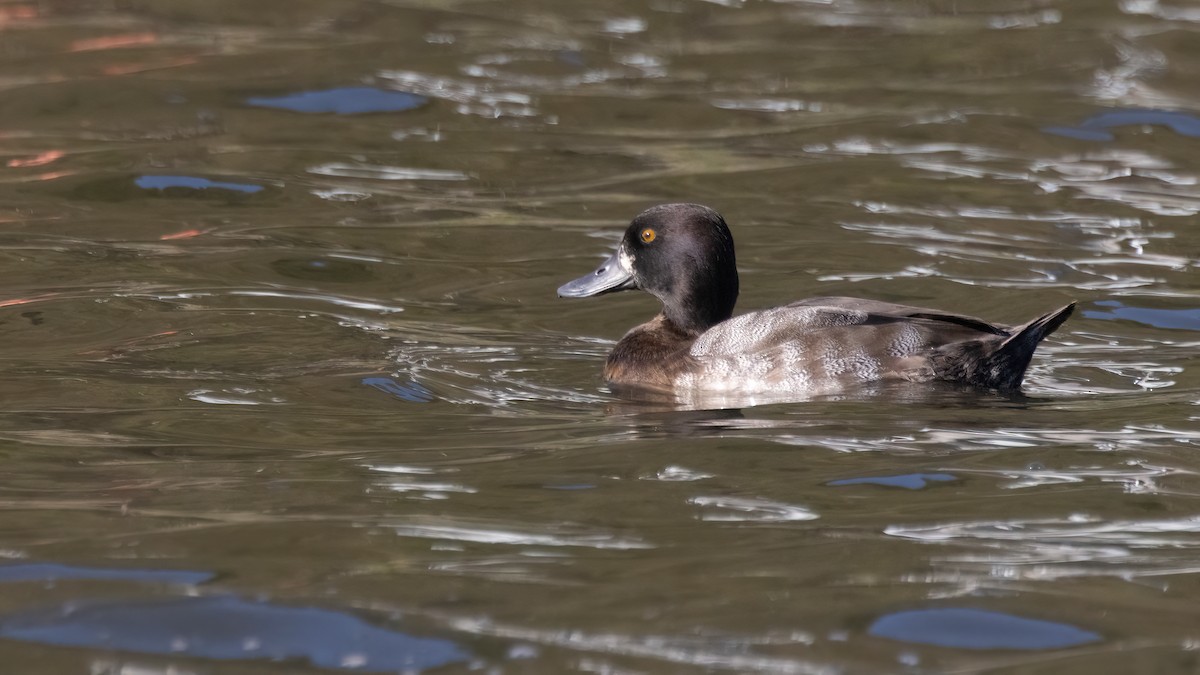 Lesser Scaup - ML610685434