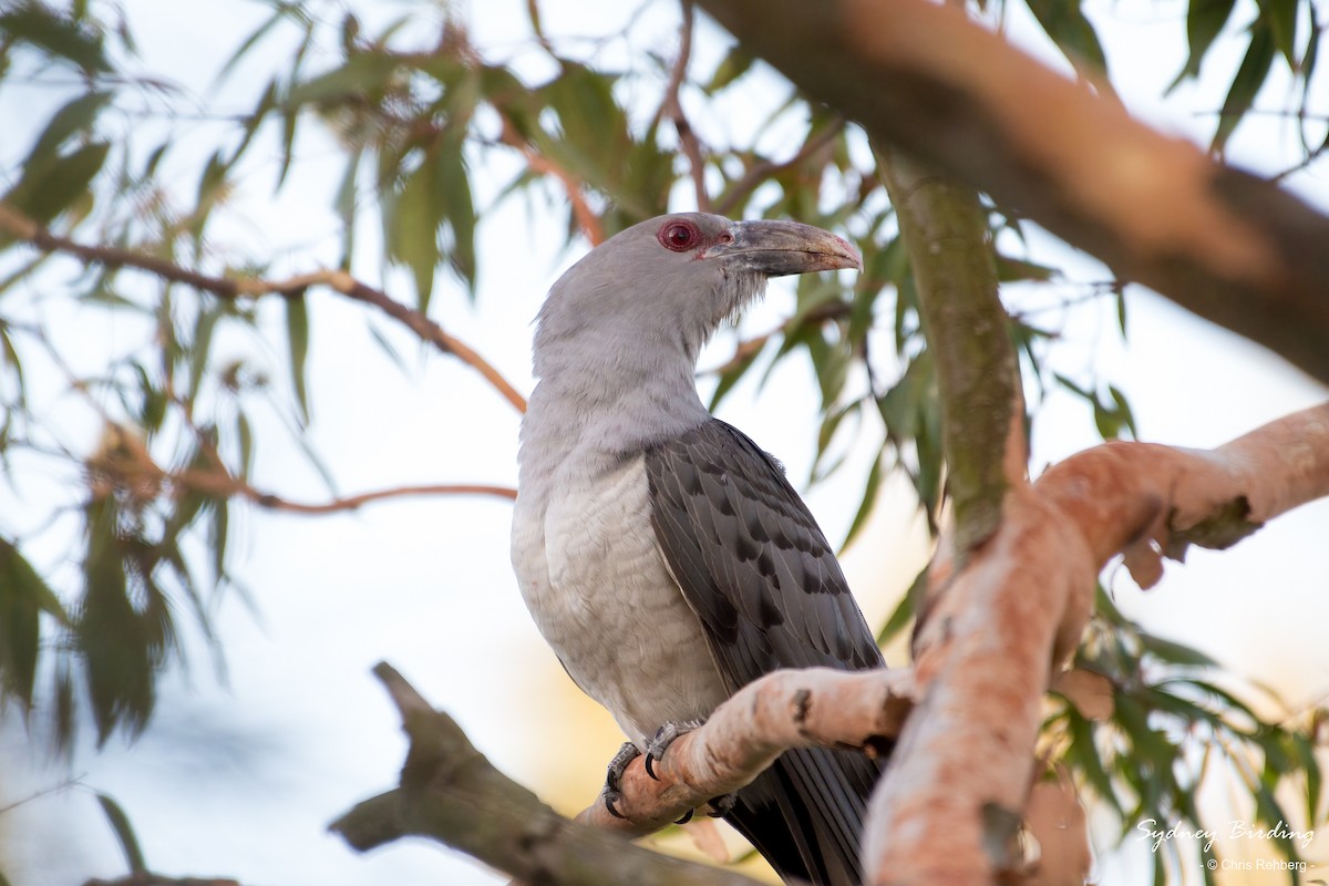 Channel-billed Cuckoo - ML610685443