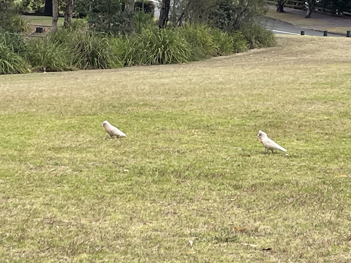 Long-billed Corella - ML610685514