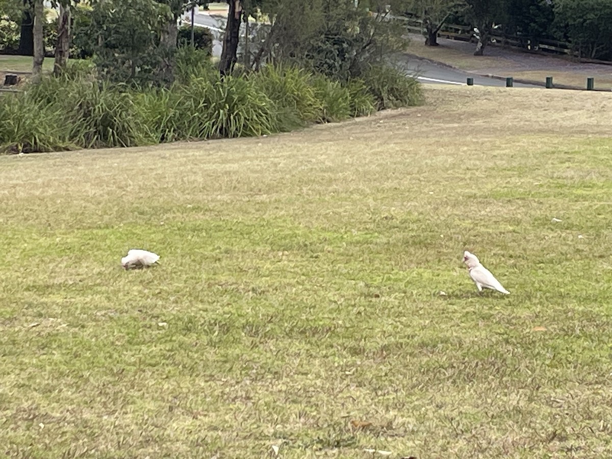Long-billed Corella - ML610685515