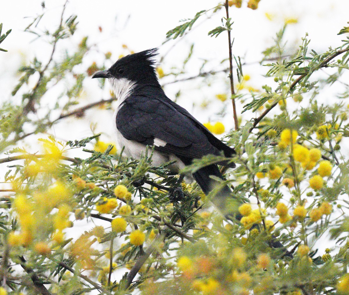 Pied Cuckoo - ML610685586