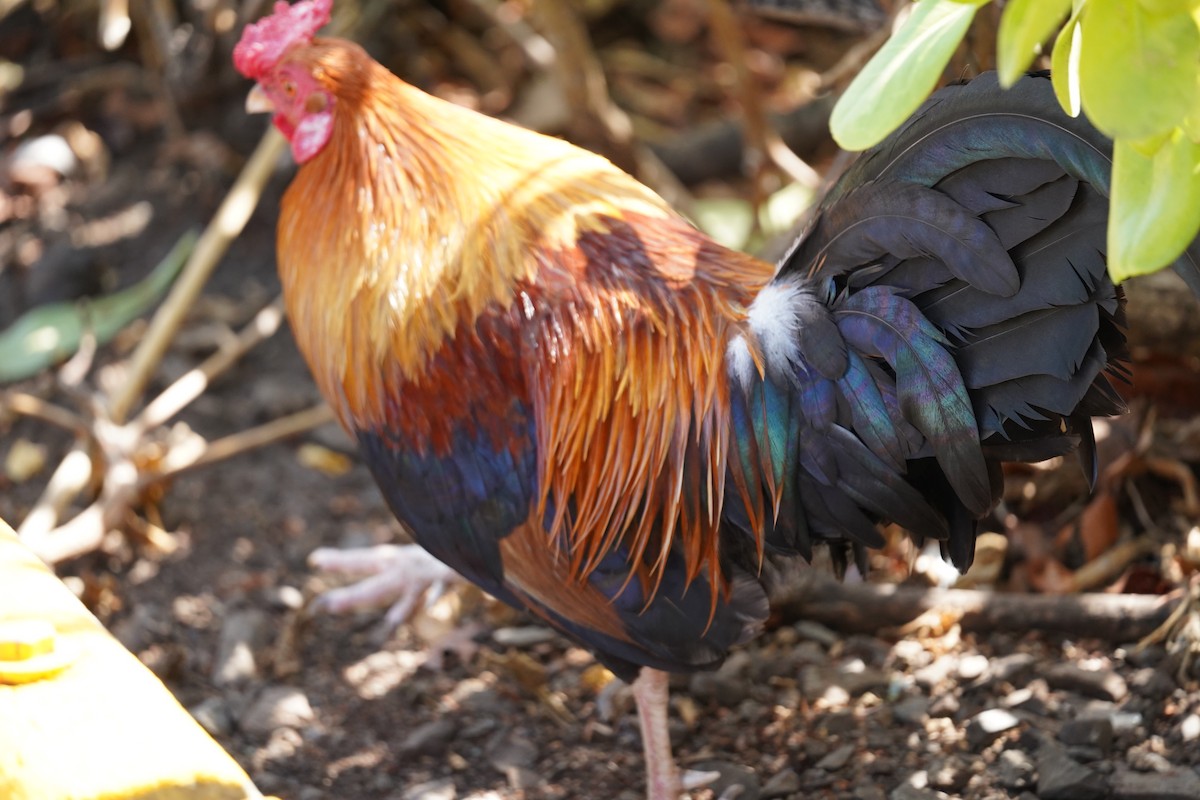 Тэжээмэл тахиа - ML610685616