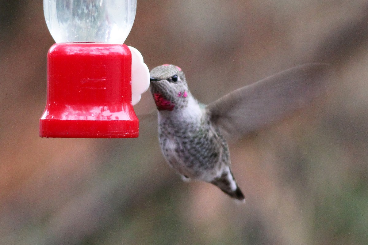 Anna's Hummingbird - ML610685628