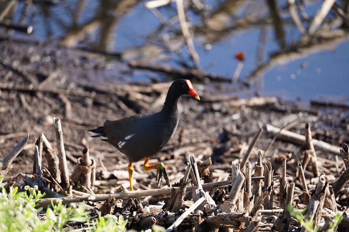 Common Gallinule - ML610685672