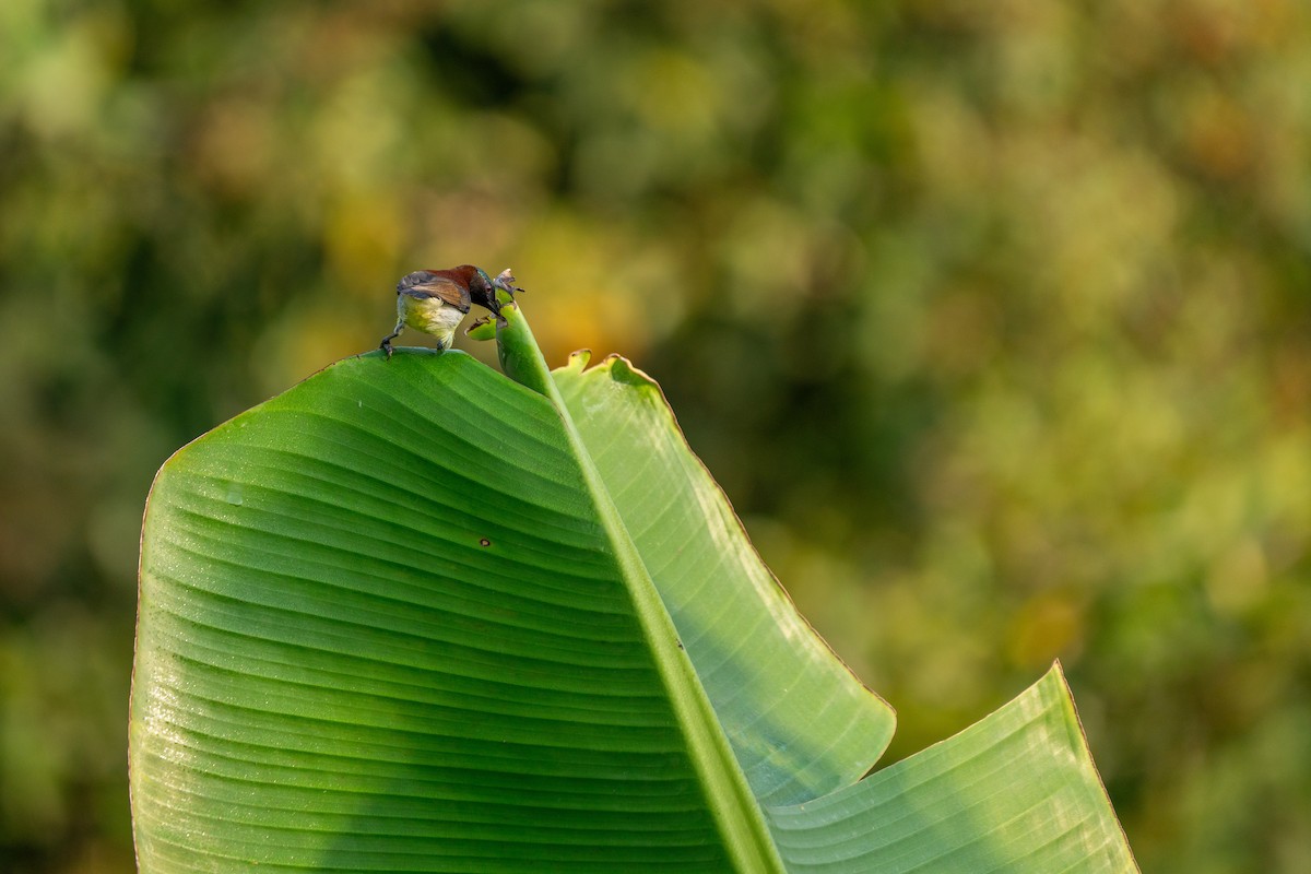 Purple-rumped Sunbird - ML610685684