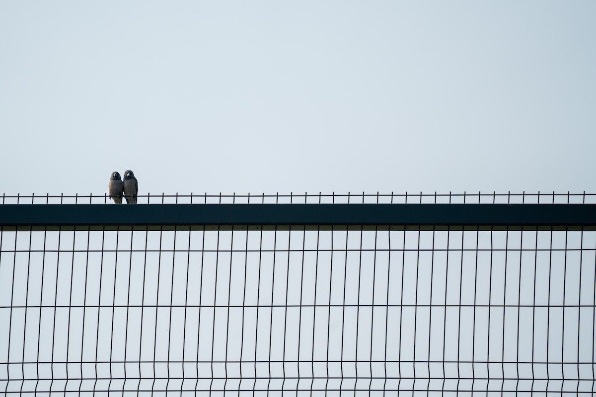 Ashy Woodswallow - ML610685687