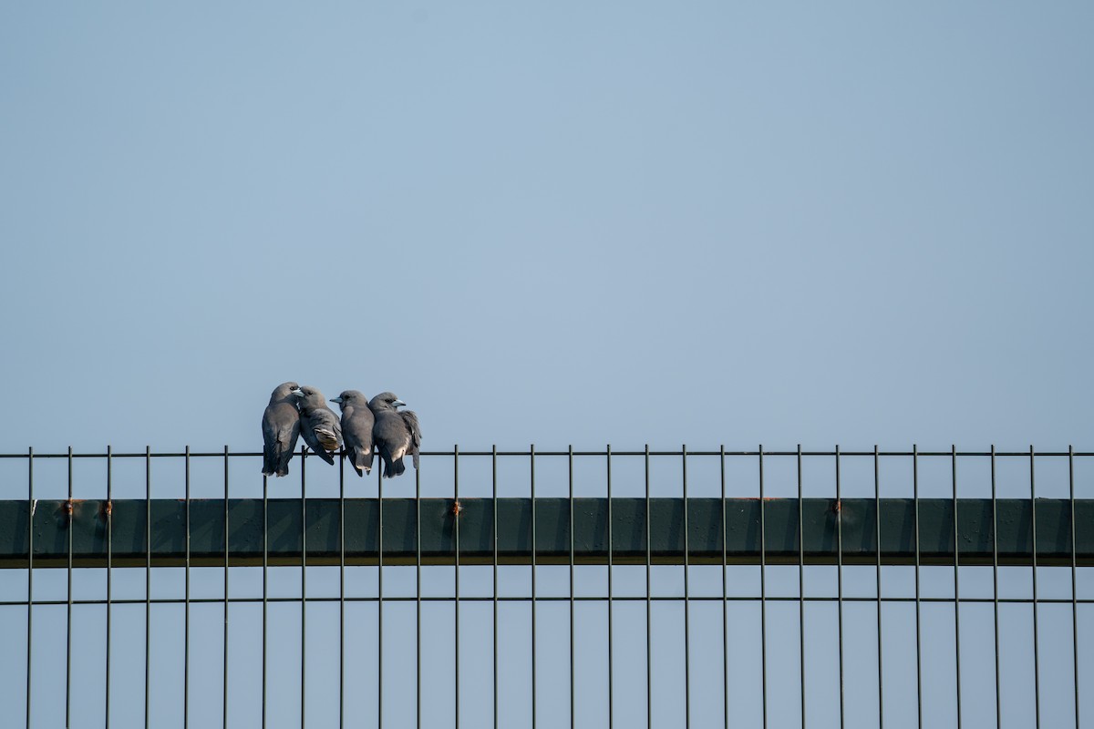 Ashy Woodswallow - ML610685688